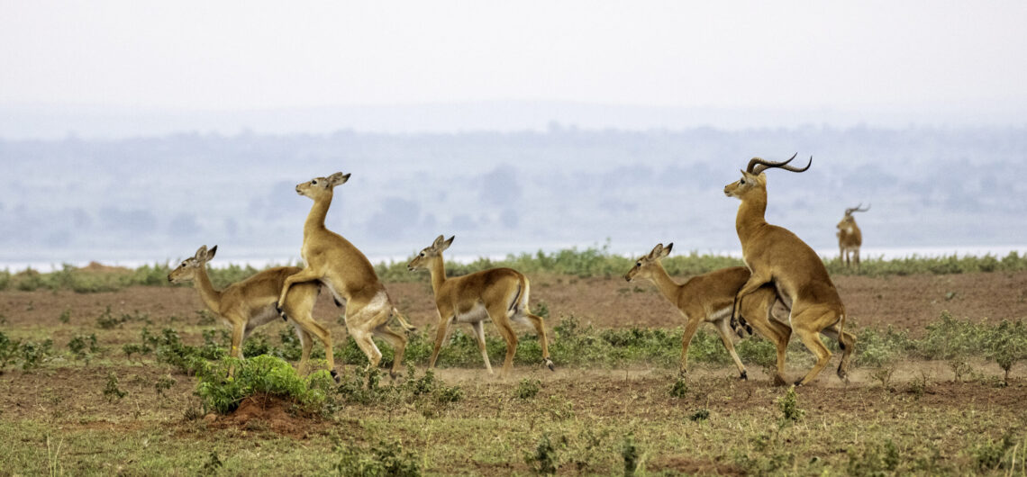 Photography Tours in Murchison Falls National Park