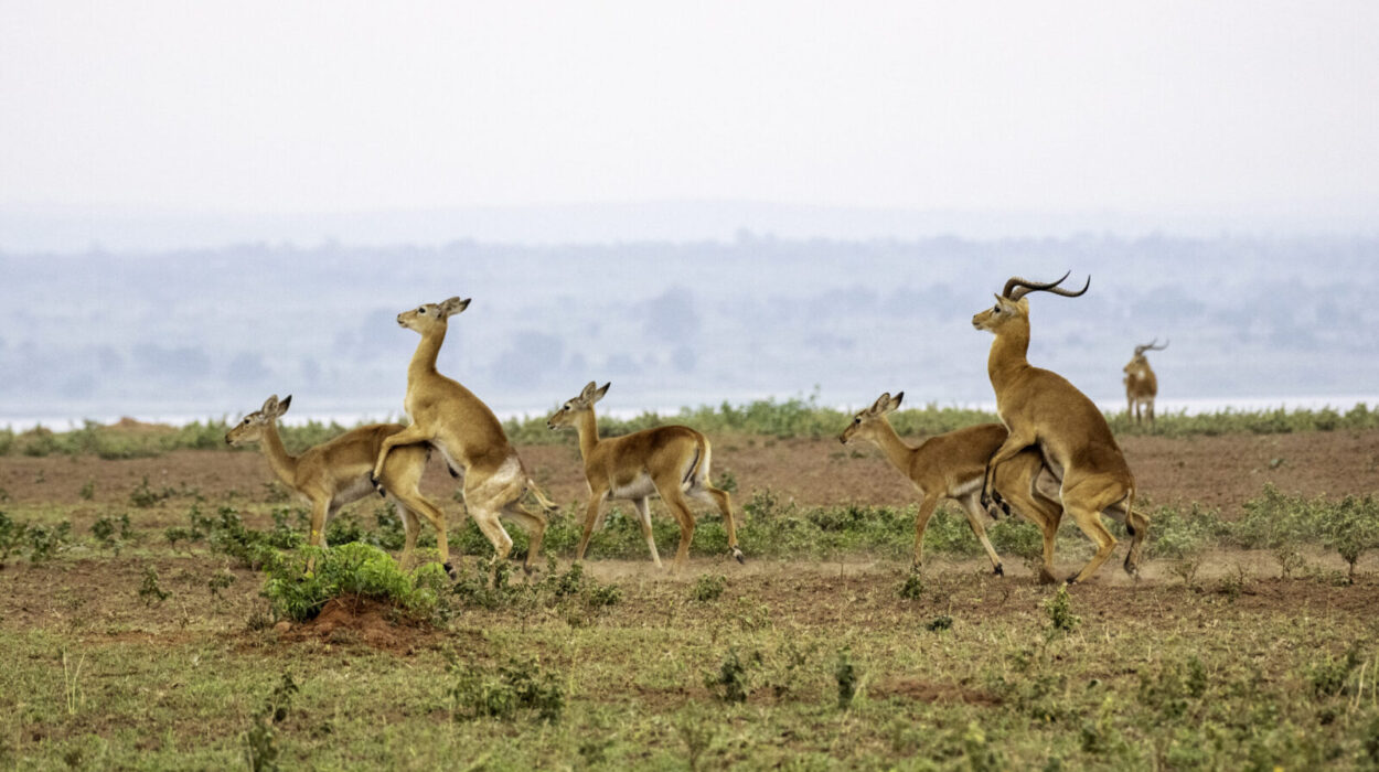 Photography Tours in Murchison Falls National Park