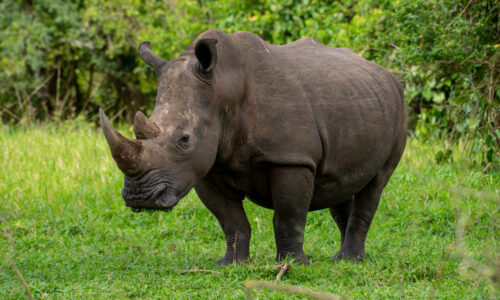 Rhino Tracking and Murchison Safaris