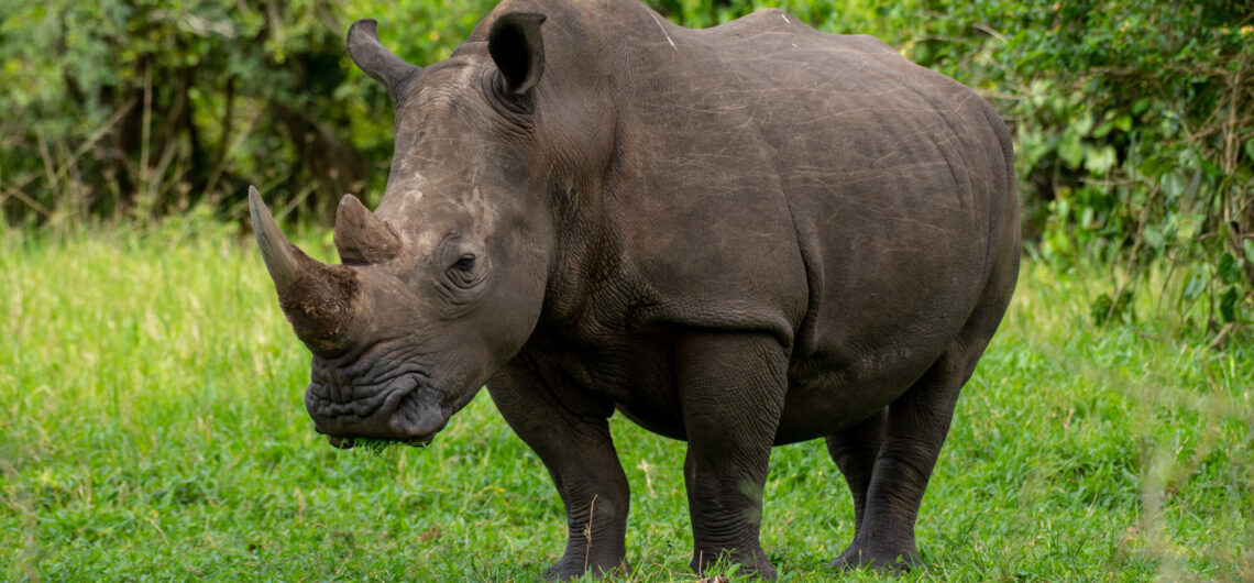 Rhino Tracking and Murchison Safaris