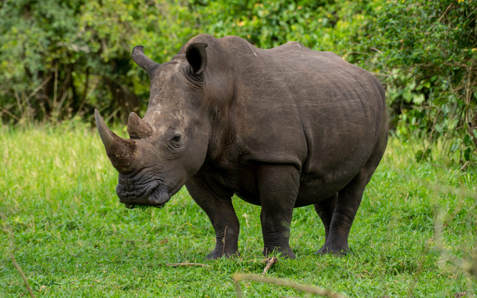 Rhino Tracking and Murchison Safaris