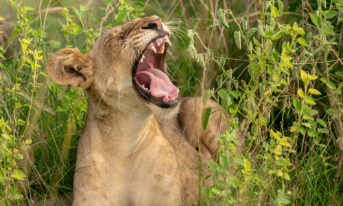 Top Photo Spots in Murchison Falls National Park