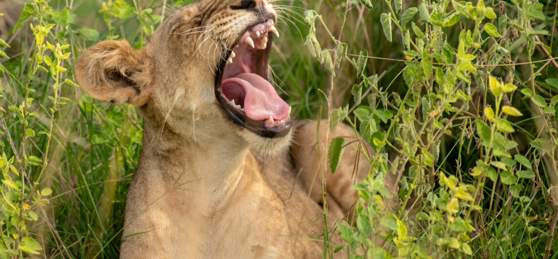 Top Photo Spots in Murchison Falls National Park