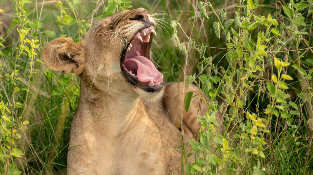 Top Photo Spots in Murchison Falls National Park