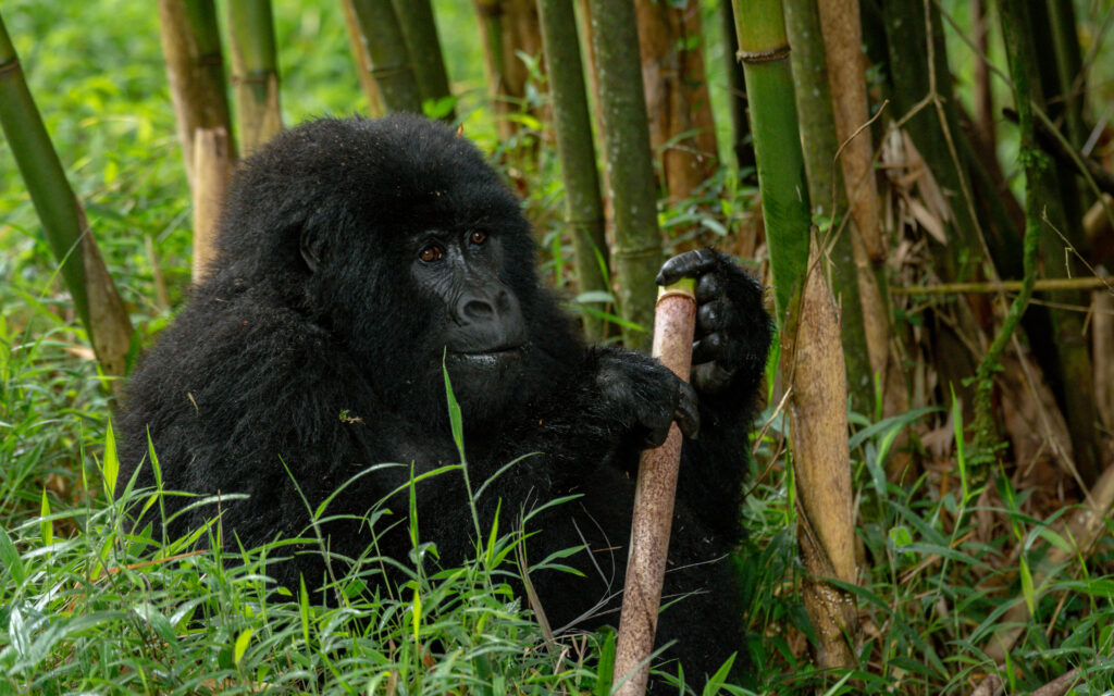 Uganda Gorilla trip with Jinja