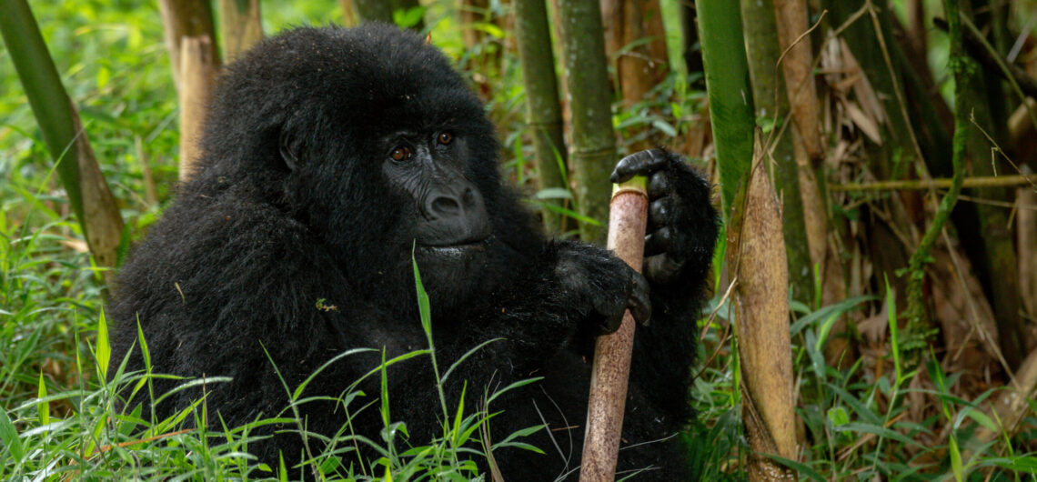Uganda Gorilla trip with Jinja