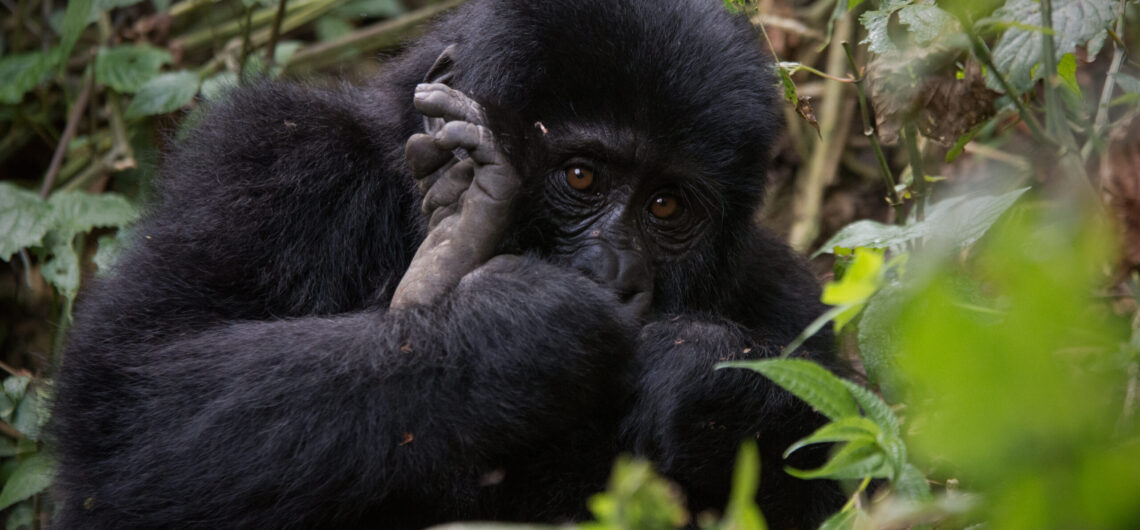 Uganda Wildlife and Gorilla Trip