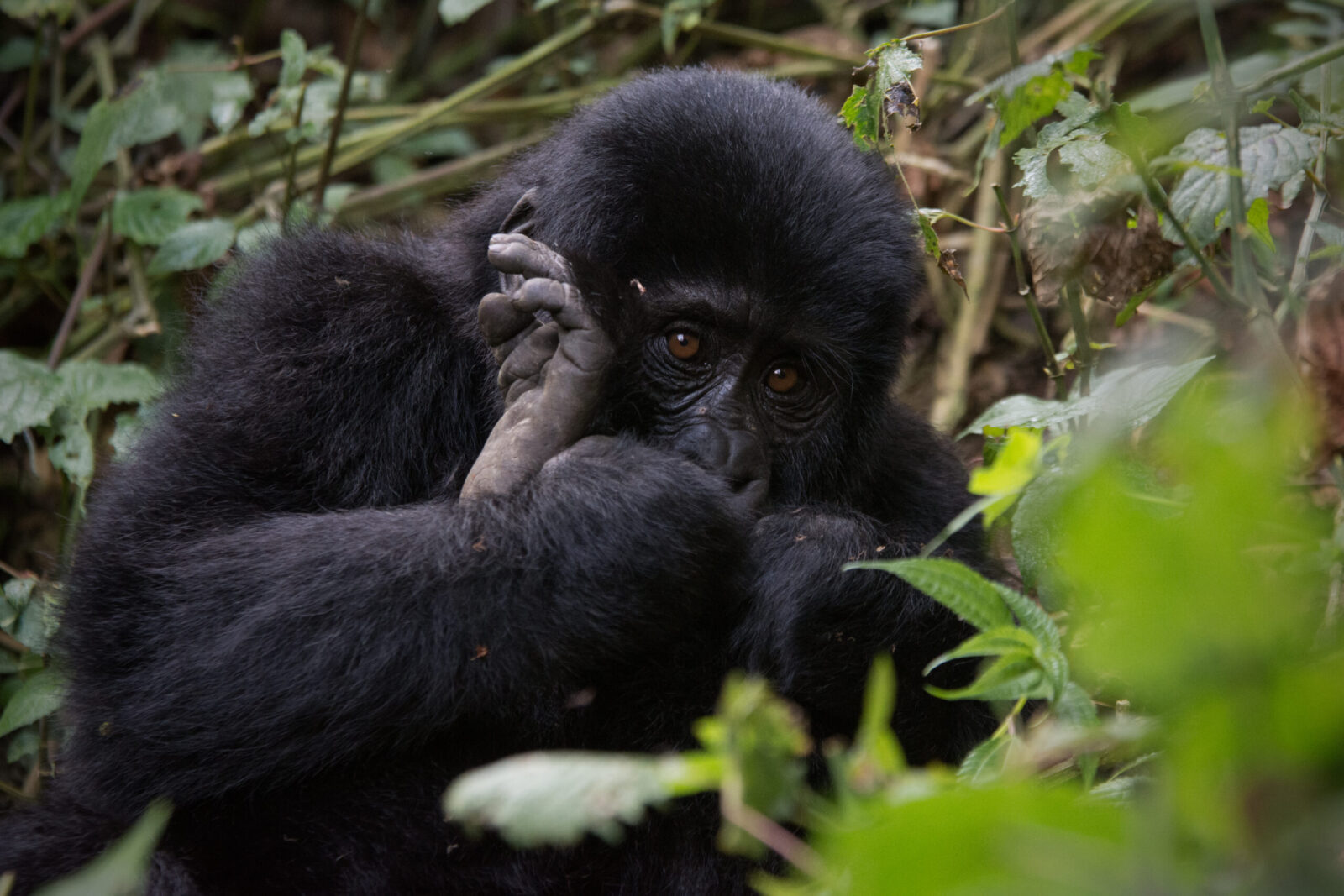 Uganda Wildlife and Gorilla Trip