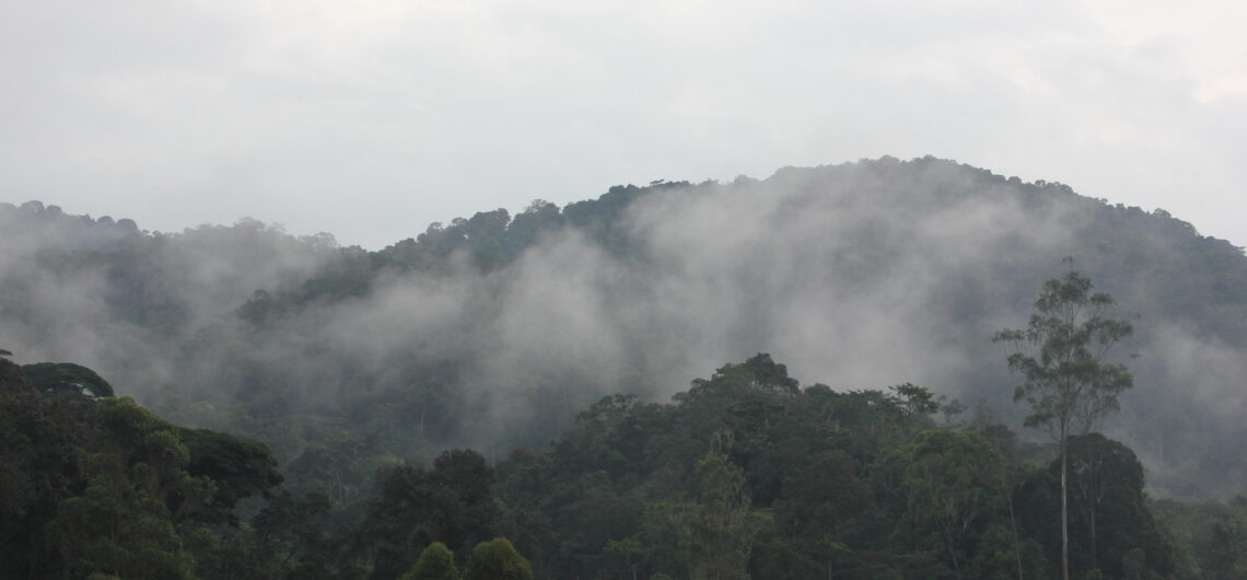 Visit Bwindi Impenetrable Forest