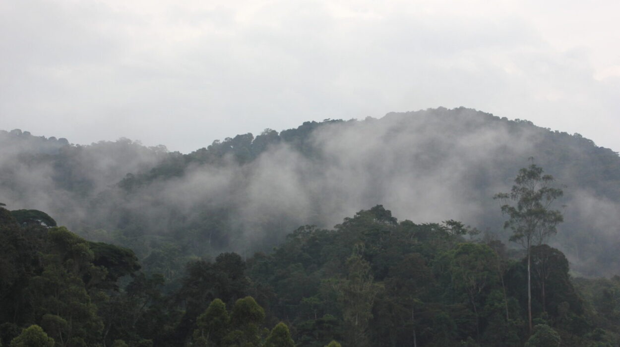 Visit Bwindi Impenetrable Forest
