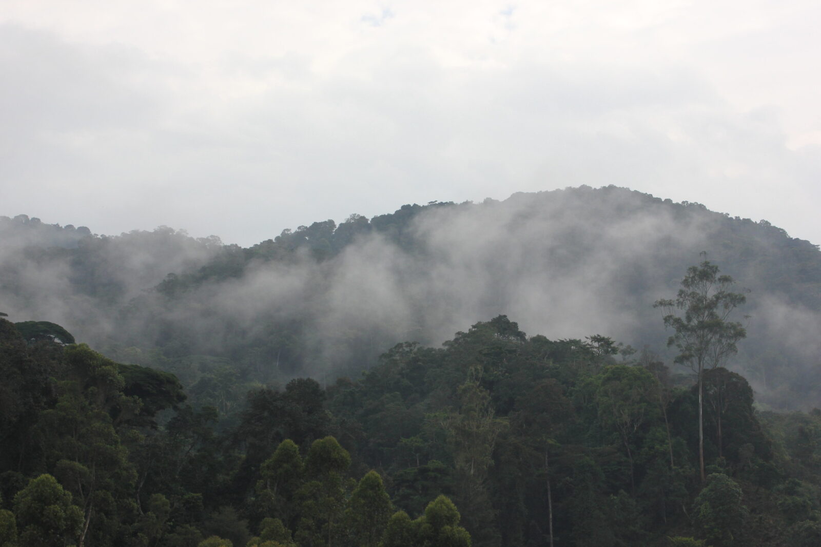 Visit Bwindi Impenetrable Forest