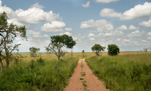 Volunteer Projects near Murchison Falls