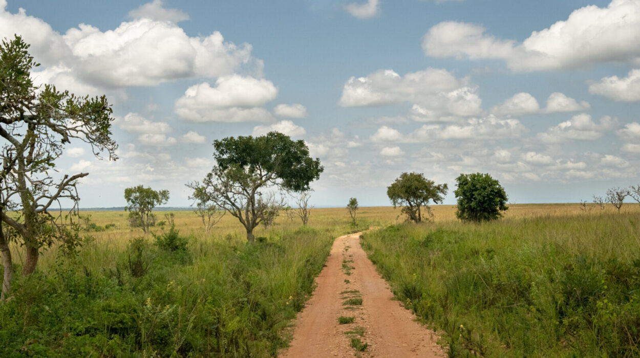 Volunteer Projects near Murchison Falls