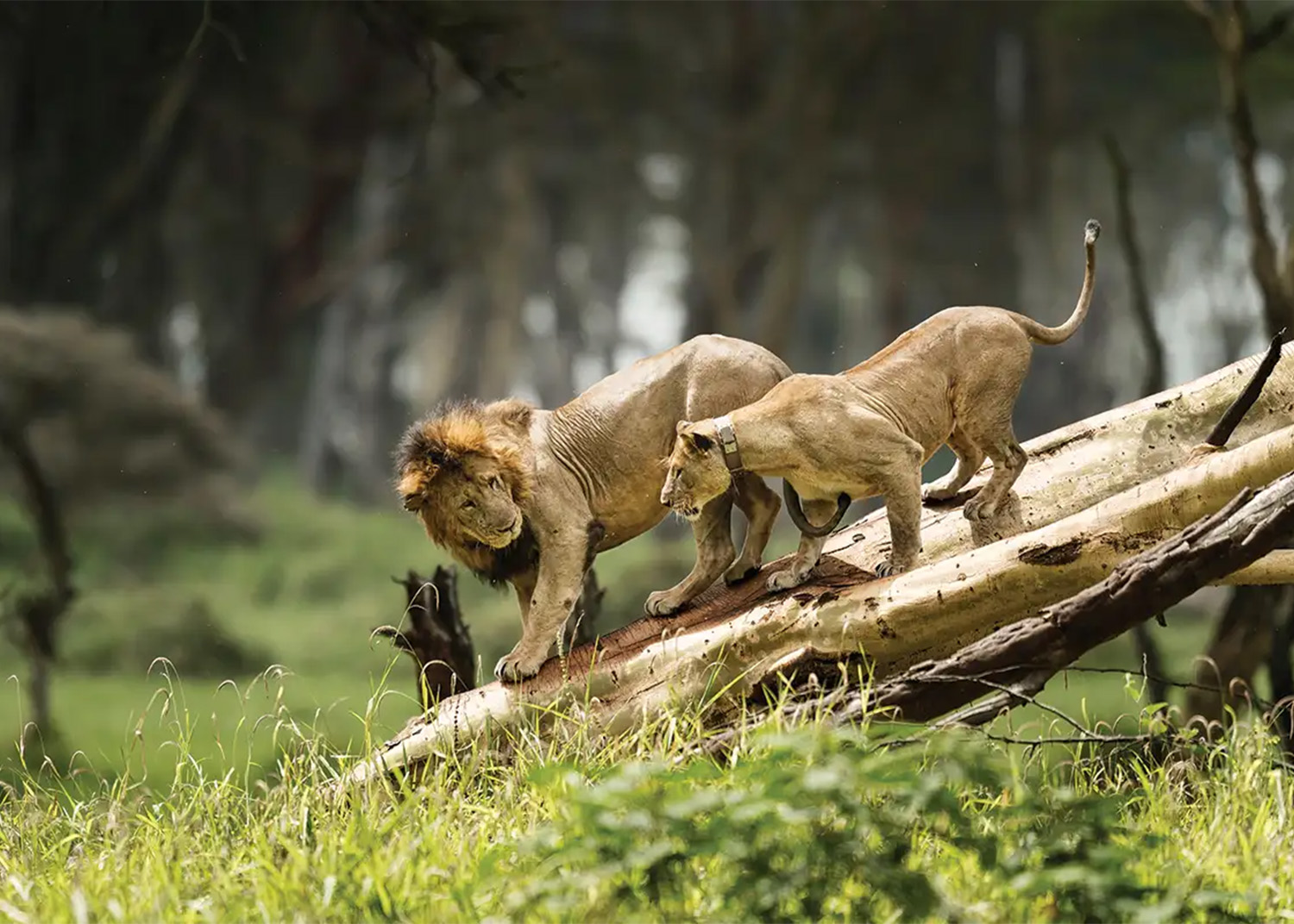 lion tree climbing - Big Five