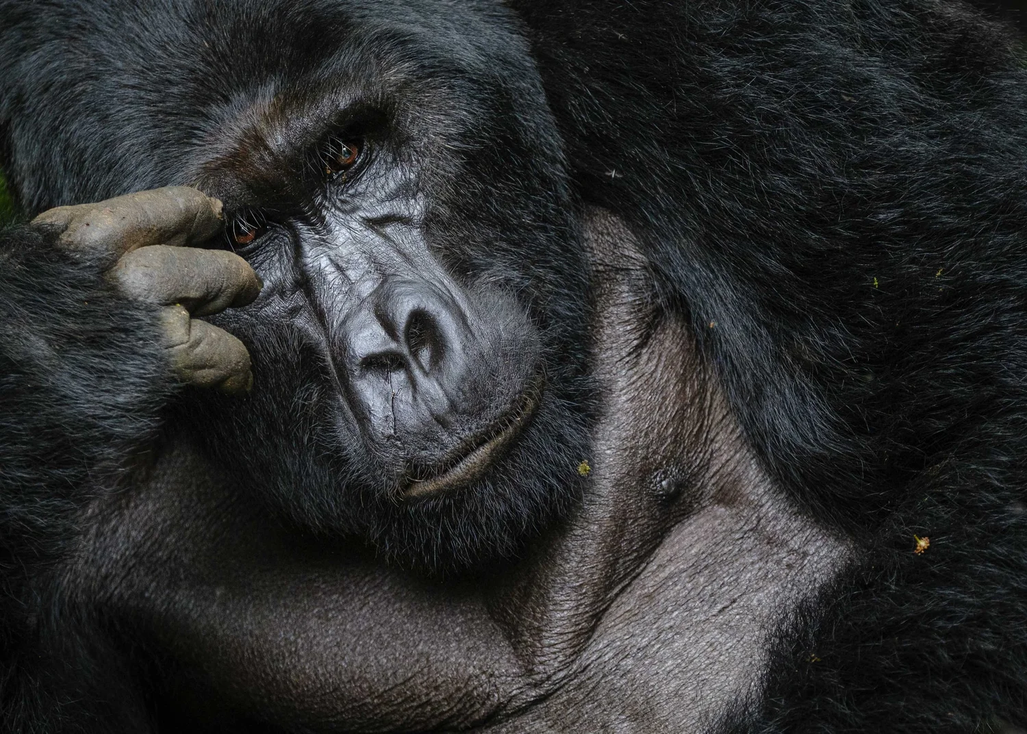 uganda-primates-00017