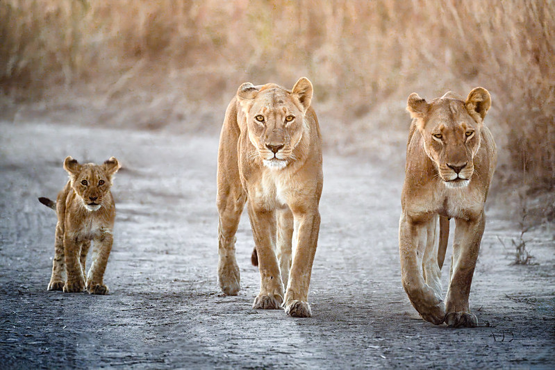 Safari routes in Murchison