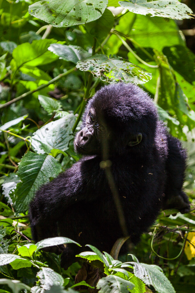Adventure tours in Mgahinga Gorilla National Park