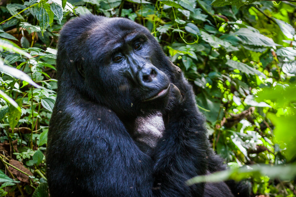 Adventure tours in Mgahinga Gorilla National Park