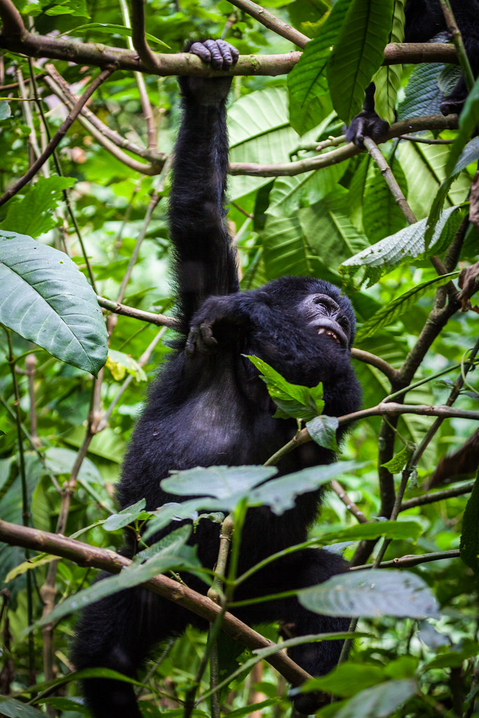 Amahoro Gorilla family