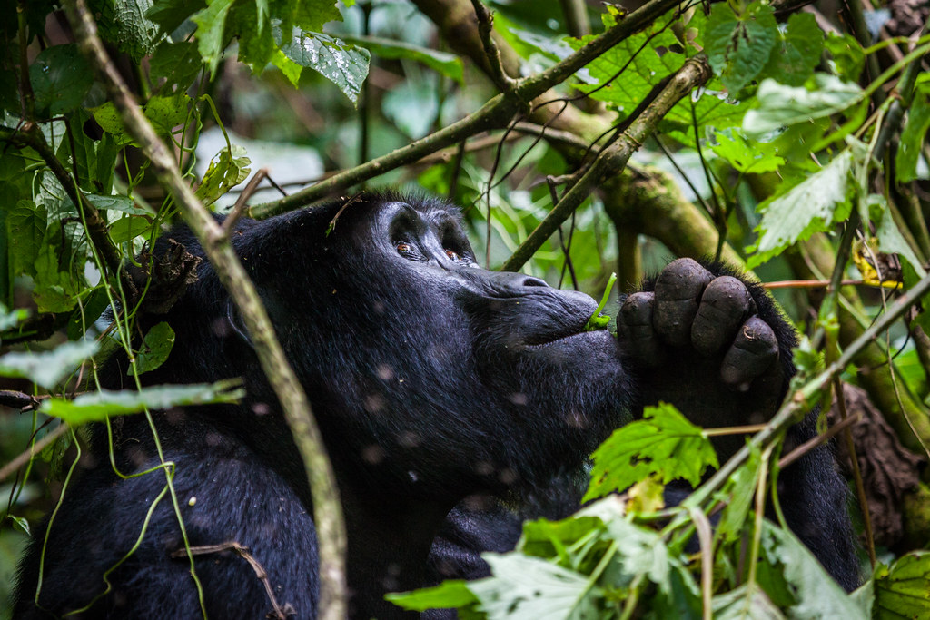 Amahoro Gorilla family