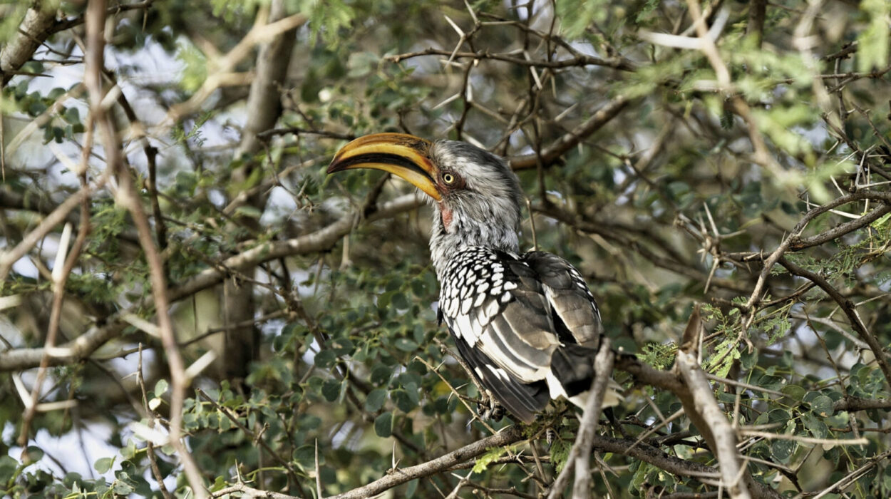 Bird Photograph in Murchison Falls