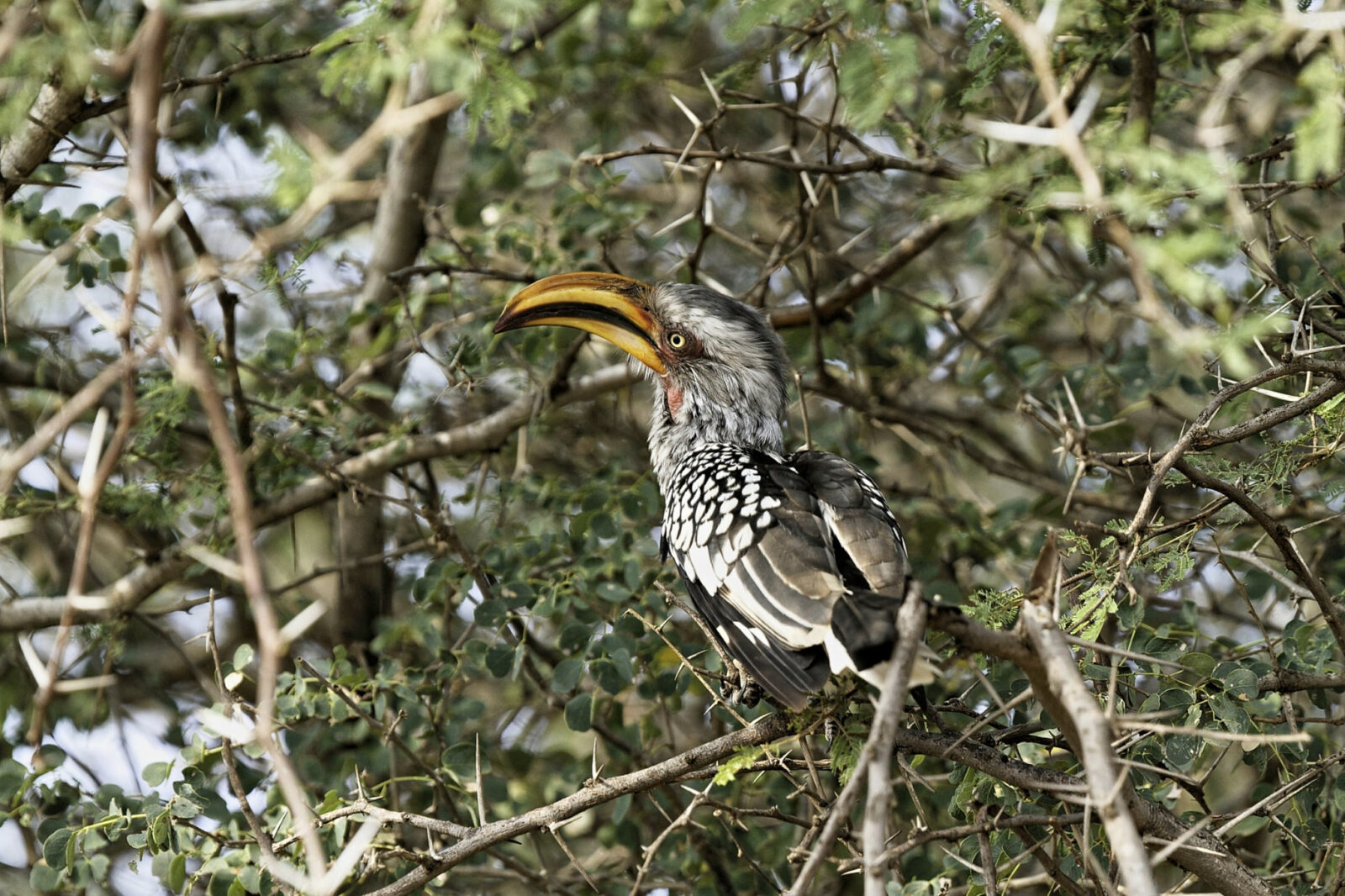 Bird Photograph in Murchison Falls