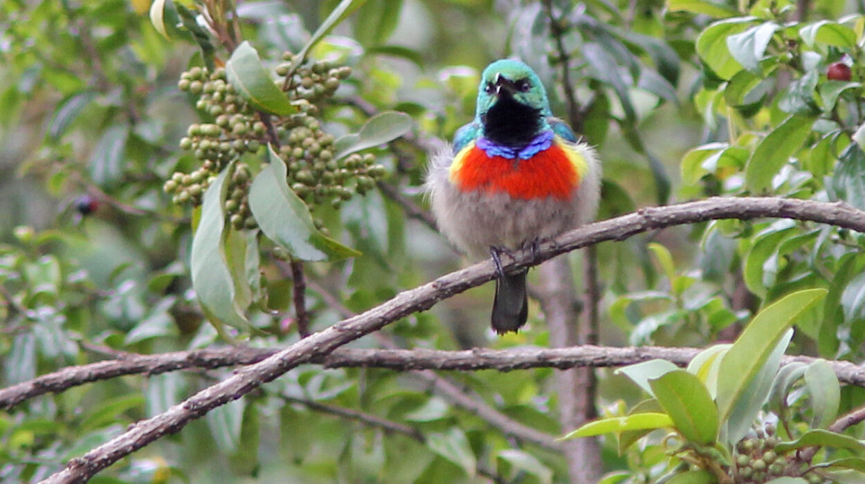 Bird watching in Mgahinga
