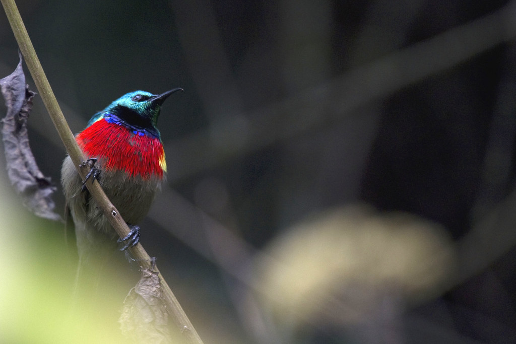 Birding safaris in Rwanda