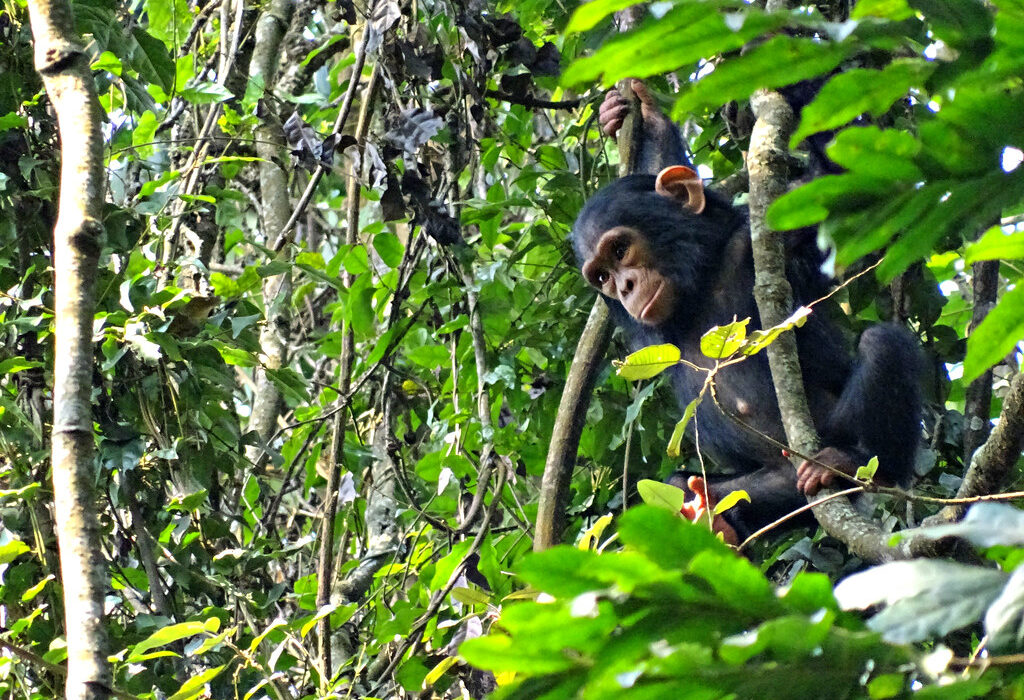 Chimpanzees tracking experience in Rwanda