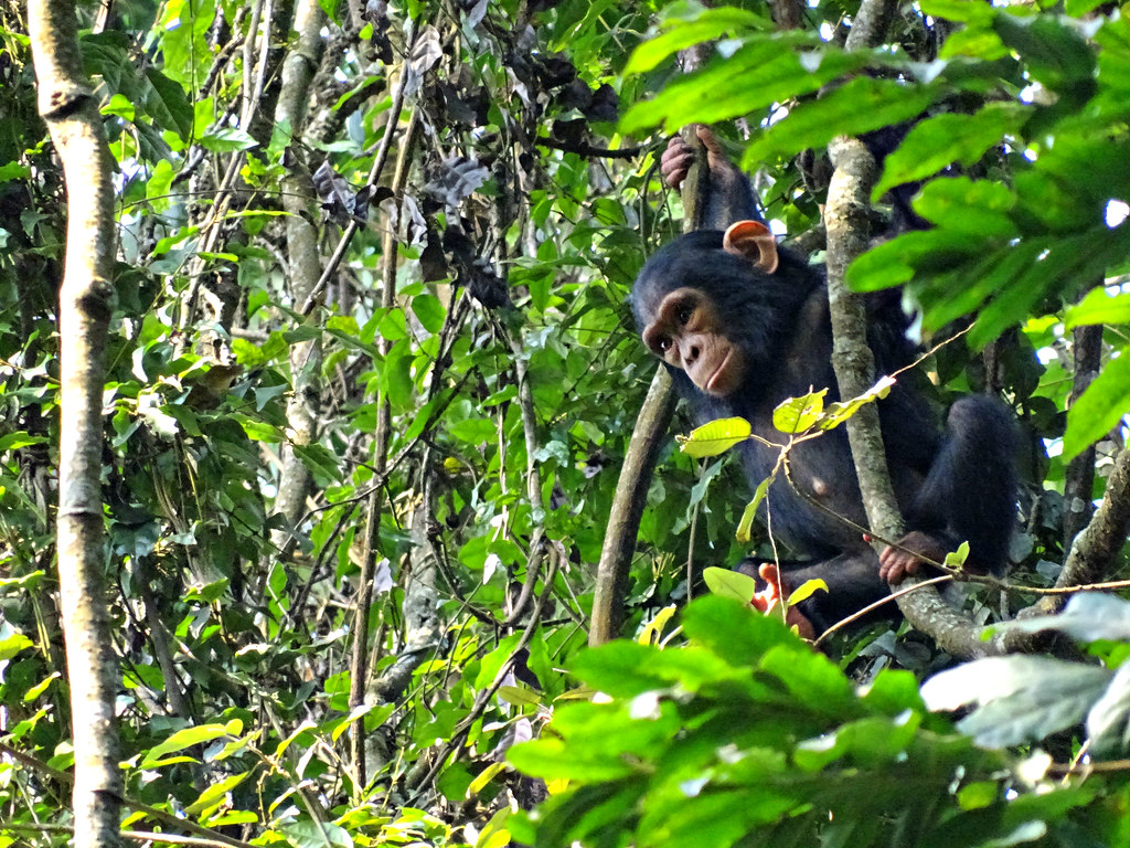 Chimpanzees tracking experience in Rwanda