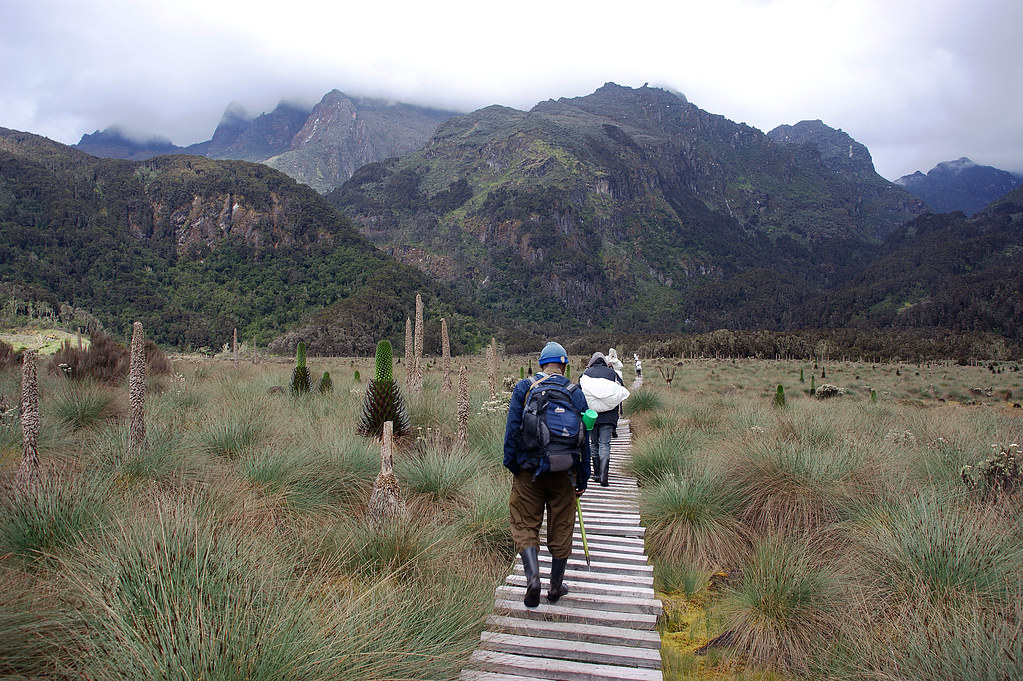 Climb the Rwenzori Mountains