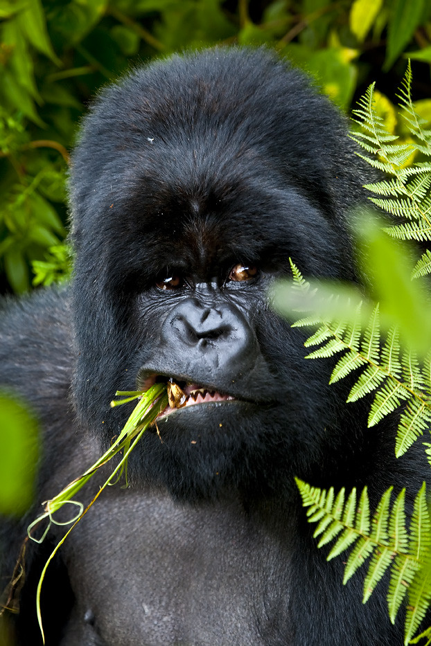 Experience Mgahinga gorilla trekking