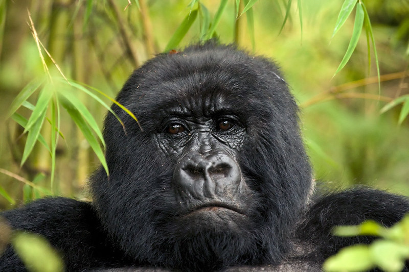 Experience Mgahinga gorilla trekking