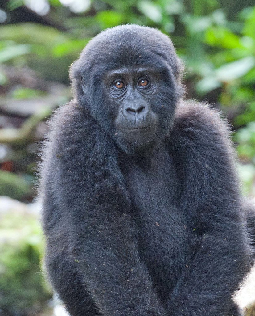 Gorilla Habituation in Bwindi
