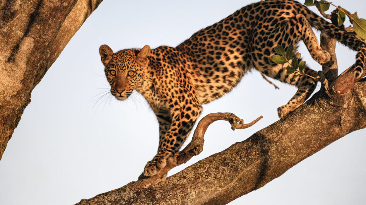 Murchison Falls Safari Itinerary