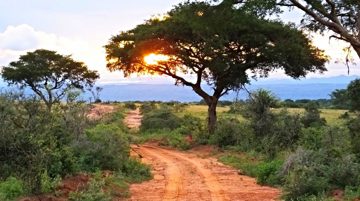 Safari to Murchison Falls