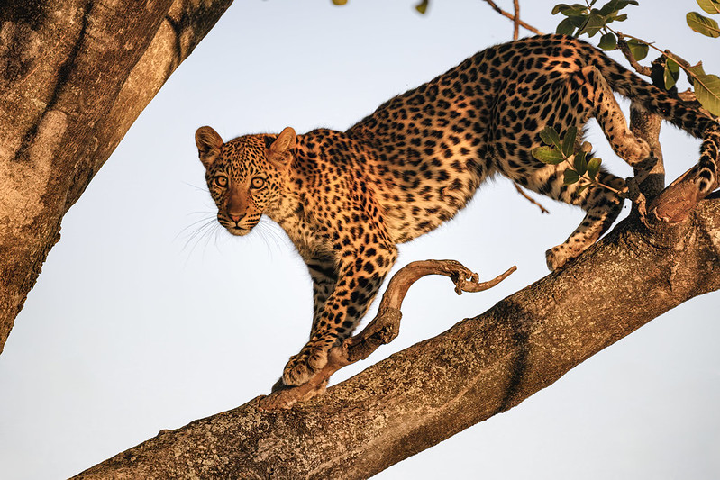 Uganda Safaris prices