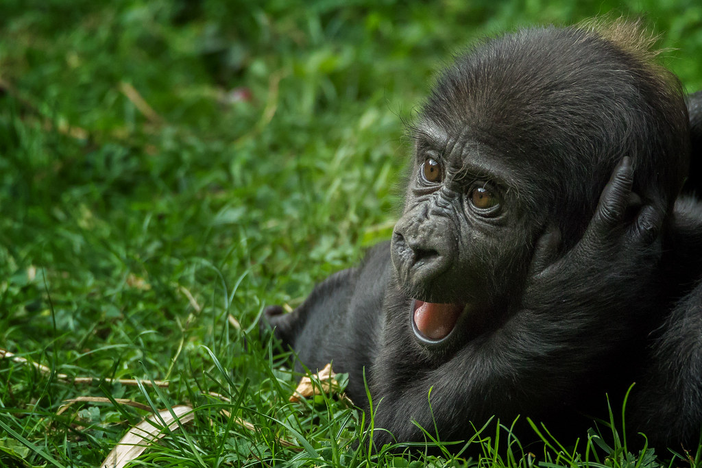 Bwenge Gorilla Family in Rwanda