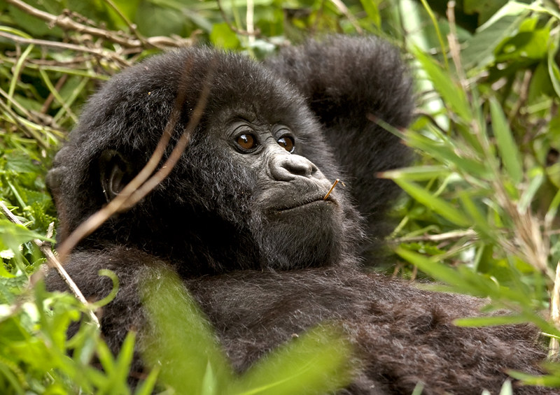 Cost of a Uganda Gorilla Trip
