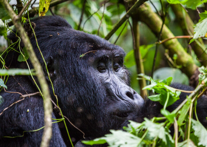 Essential guide for gorilla trekking
