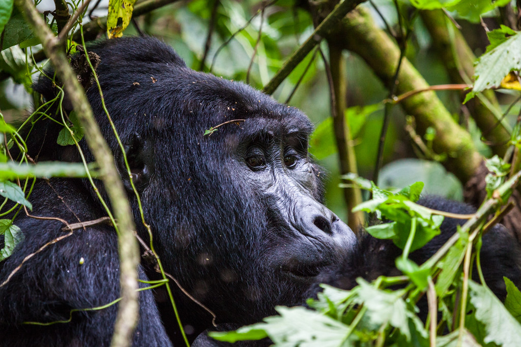 Essential guide for gorilla trekking