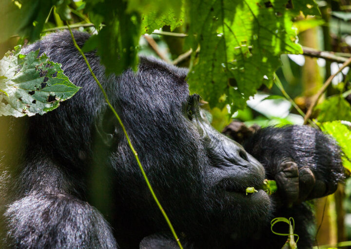 Explore Mgahinga volcanoes and gorillas