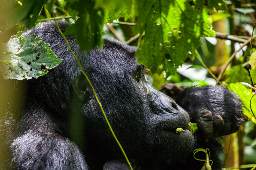 Explore Mgahinga volcanoes and gorillas