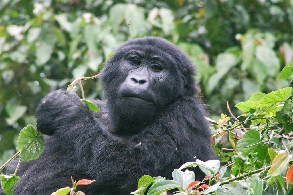 Exploring Mgahinga National Park