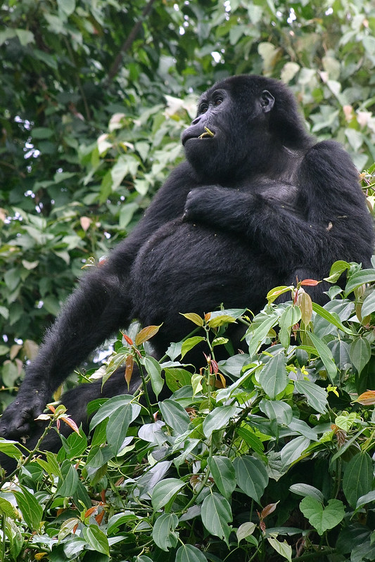 Exploring Mgahinga National Park 1