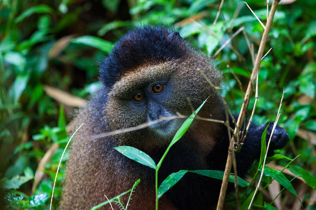 Golden Monkey Tracking in Rwanda