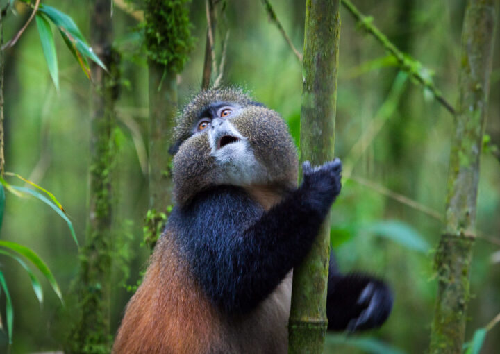 Golden Monkey Trekking experience