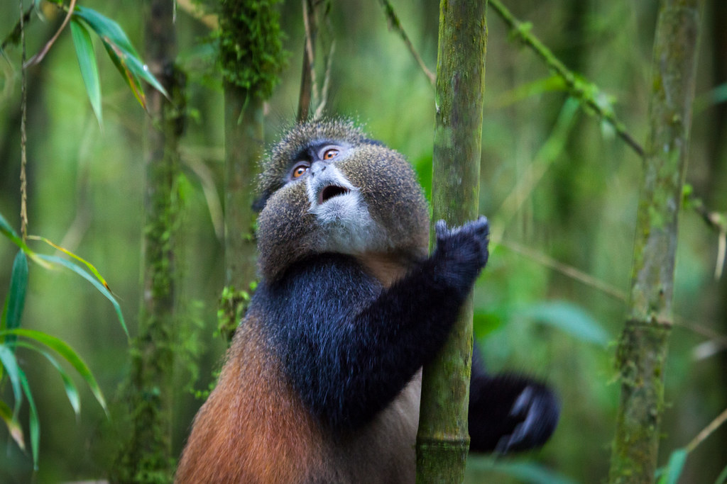 Golden Monkey Trekking experience