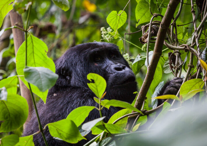 Gorilla permit price in 2026