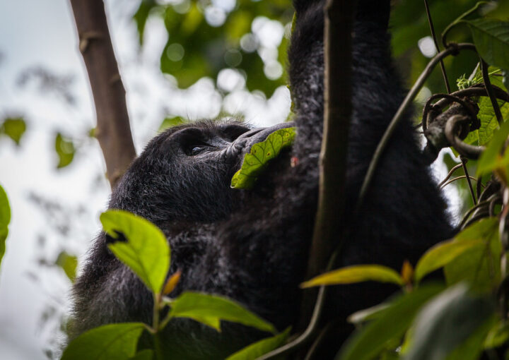Gorilla tracking adventures in Rwanda